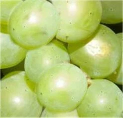 Weinrebe Phönix 80-100cm - Vitis