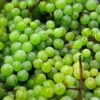 Weinrebe Pusztatraube 80-100cm - Vitis -NR-01 Verkäufe Vitis Pusztatraube