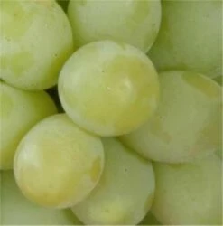 Weinrebe Romulus Kernlose Trauben 80-100cm - Vitis