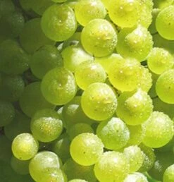 Weinrebe Solaris 100-125cm - Vitis