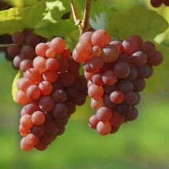 Weinrebe Suffolk Red 80-100cm - Vitis