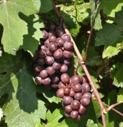 Weinrebe Vanessa 80-100cm - Vitis