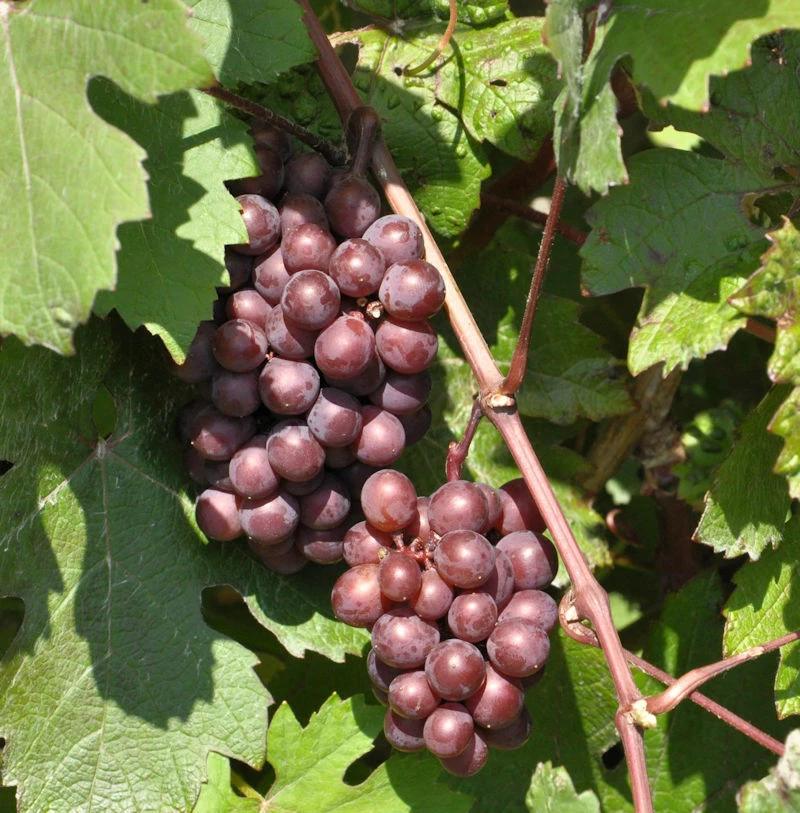 Blaue Kernlose Weinrebe Centuri 80-100cm - Vitis 3 Blaue Kernlose Weinrebe Centuri 80-100cm - Vitis