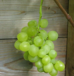 Weiße Kernlose Weinrebe Primus 80-100cm - Vitis