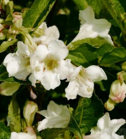 Weigelie Snowflake 80-100cm - Weigela