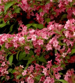 Weigelie Styriaca 80-100cm - Weigela