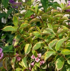 Buntblättrige Weigelie 125-150cm - Weigela Florida