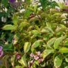 Buntblättrige Weigelie 60-80cm - Weigela Florida 1 Buntblättrige Weigelie 60-80cm - Weigela Florida -NR-01 Verkäufe Weigela florida Nana Variegata 1 1 1