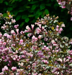 Weigelie Nana Purpurea 40-60cm - Weigela Florida