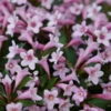 Weigelie Pink Poppet 25-30cm - Weigela Florida -NR-01 Verkäufe Weigela florida Pink Poppet 1