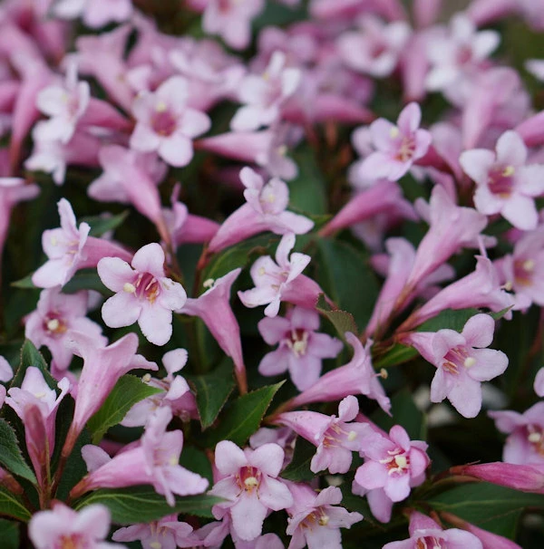 Weigelie Pink Poppet 25-30cm - Weigela Florida 3 Weigelie Pink Poppet 25-30cm - Weigela Florida