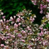 Rötliche Zwerg-Weigelie 40-50cm - Weigela -NR-01 Verkäufe Weigela florida Purpurea Nana 1