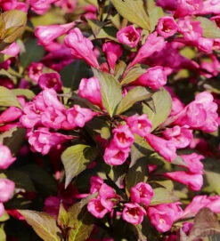 Weigelie Victoria 60-80cm - Weigela Florida