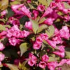 Weigelie Victoria 100-125cm - Weigela Florida 2 Weigelie Victoria 100-125cm - Weigela Florida -NR-01 Verkäufe Weigela florida Victoria