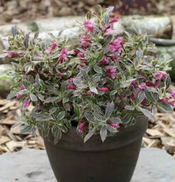 Zwerg Weigelie Monet® 30-40cm - Weigela Florida