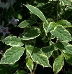 Weißbunte Weigelie 40-60cm - Weigela Florida