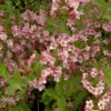 Weigelie Stelzneri 60-80cm - Weigela Florida -NR-01 Verkäufe Weigela stelzneri