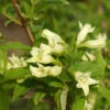 Gelbblütige Weigelie 125-150cm - Weigela Middendorffiana