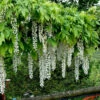 Weißer Blauregen Longissima 40-60cm - Wisteria Floribunda 2 Weißer Blauregen Longissima 40-60cm - Wisteria Floribunda -NR-01 Verkäufe Wisteria floribunda Longissimaalba