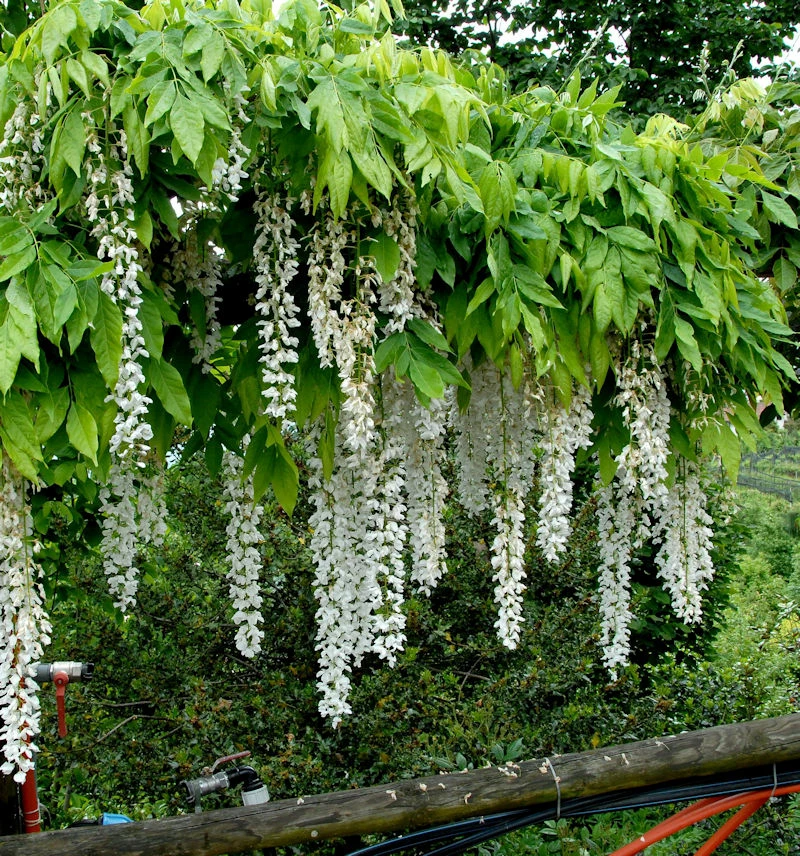 Weißer Blauregen Longissima 40-60cm - Wisteria Floribunda 3 Weißer Blauregen Longissima 40-60cm - Wisteria Floribunda
