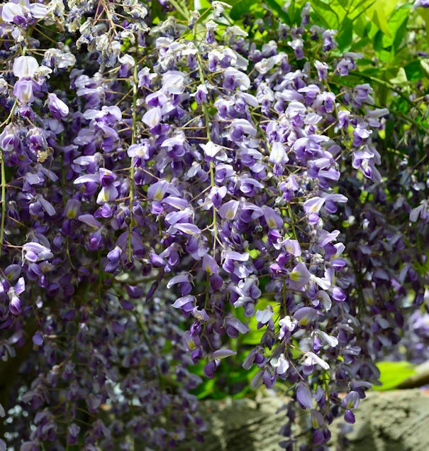 Blauregen 60-80cm - Wisteria Floribunda 3 Blauregen 60-80cm - Wisteria Floribunda
