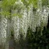 Weißer Chinesischer Blauregen 40-60cm - Wisteria Sinensis 2 Weißer Chinesischer Blauregen 40-60cm - Wisteria Sinensis -NR-01 Verkäufe Wisteria sinensis alba 1