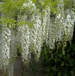 Weißer Chinesischer Blauregen 40-60cm - Wisteria Sinensis